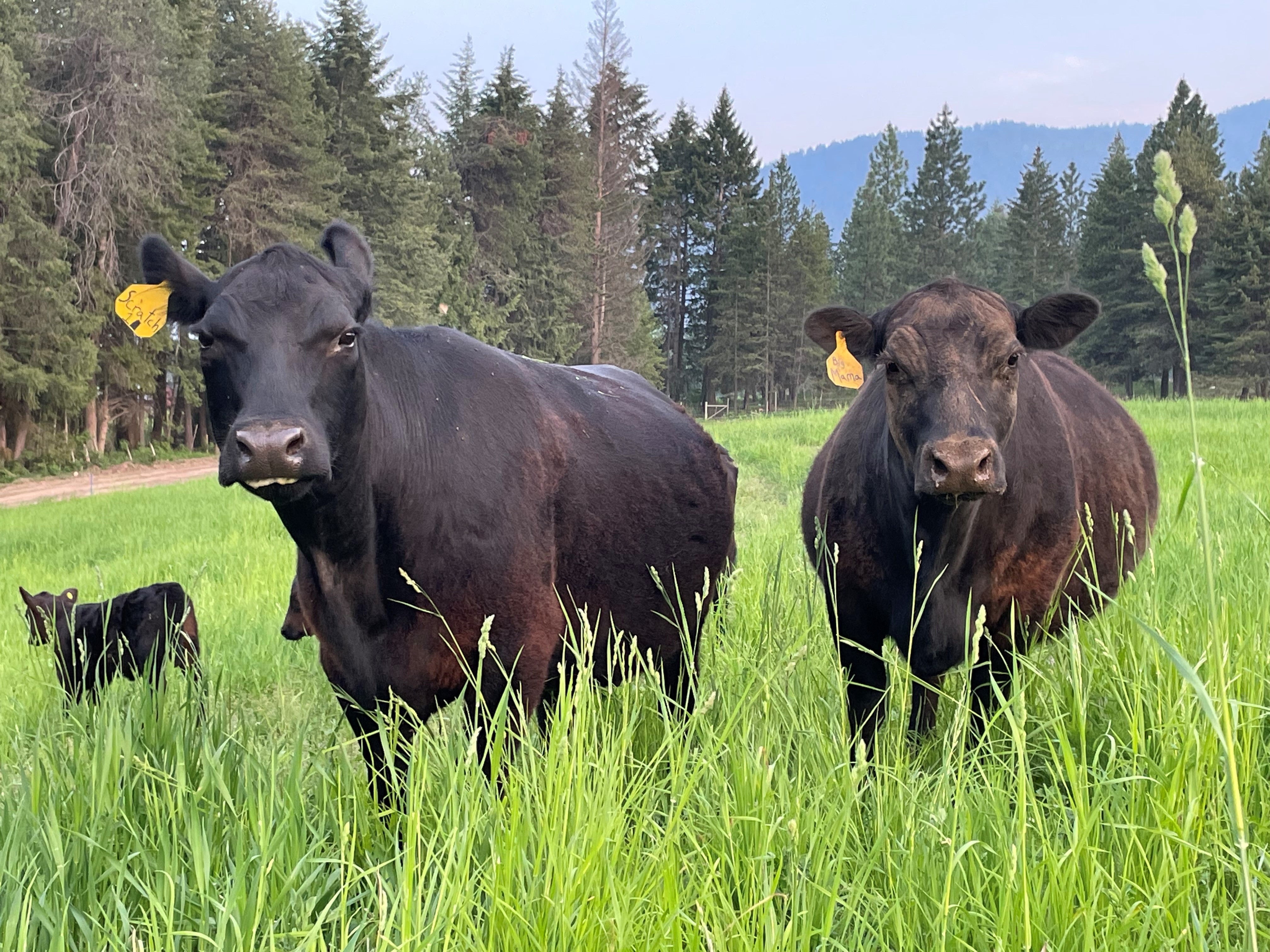 Farming Practices Unveiled Now!